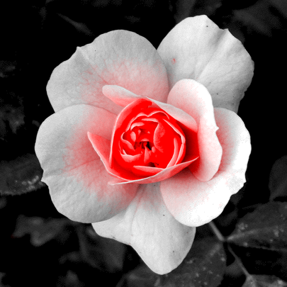 Colour mirror selfie photo of a white woman with long, dark brown hair, blue eyes and red lipstick on her lips, making a V sign with fingers of her right hand. Her nails are painted red, a slightly brigher tone than the lipstick. She's wearing a black buttoned shirt.